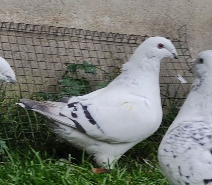 36 - c- MLODE 2025 YOUTH