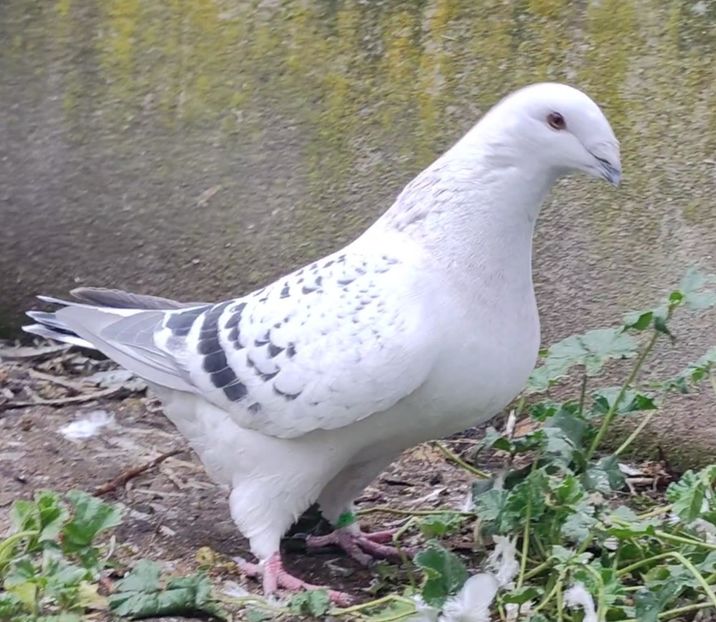 31 - c- MLODE 2025 YOUTH