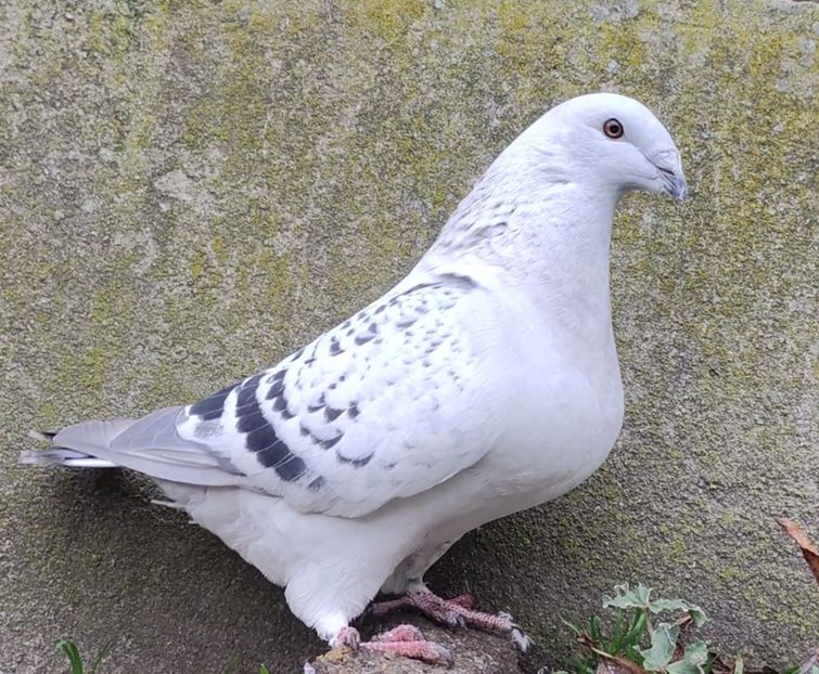 31 - c- MLODE 2025 YOUTH