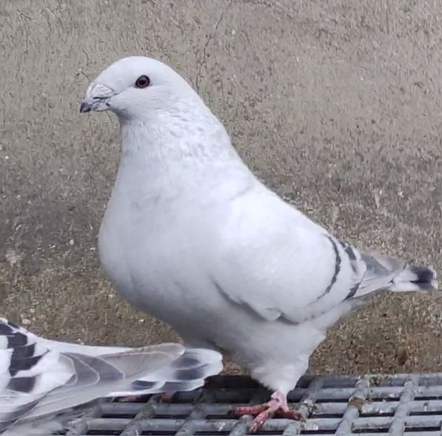 26 - c- MLODE 2025 YOUTH