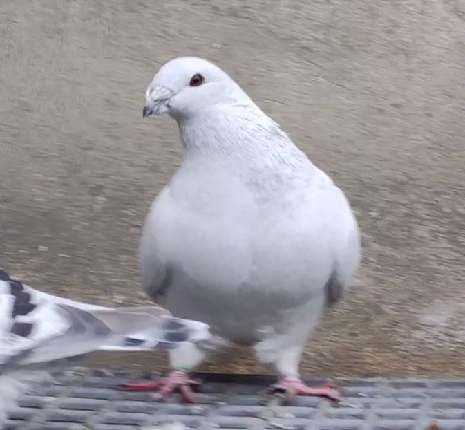 26 - c- MLODE 2025 YOUTH