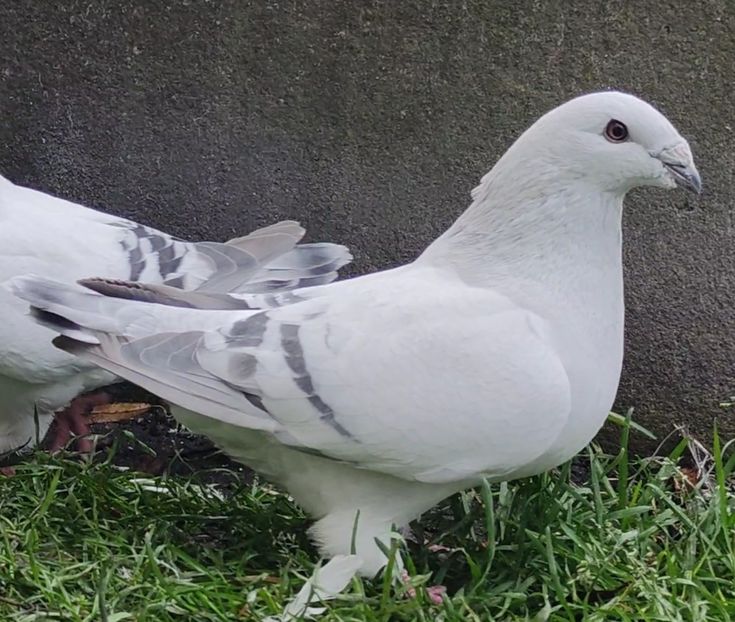 26 - c- MLODE 2025 YOUTH