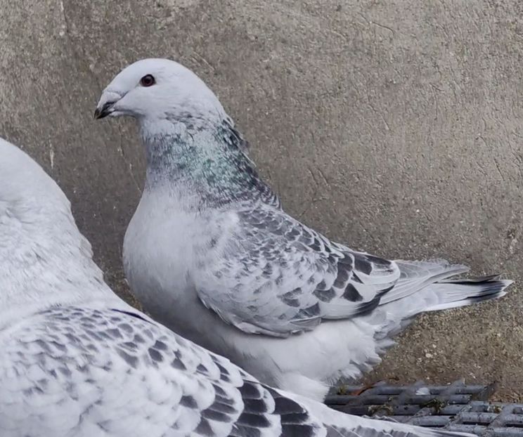  - c- MLODE 2025 YOUTH