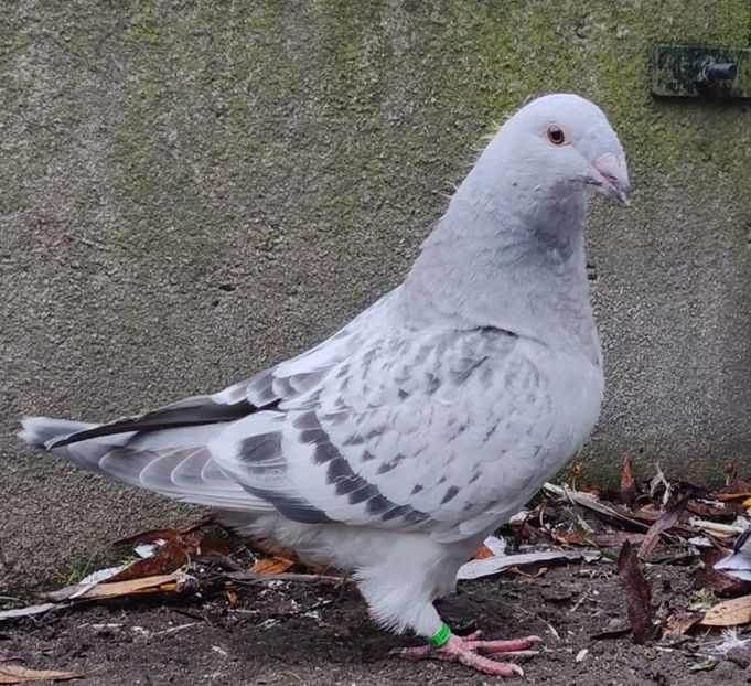 48 - c- MLODE 2025 YOUTH