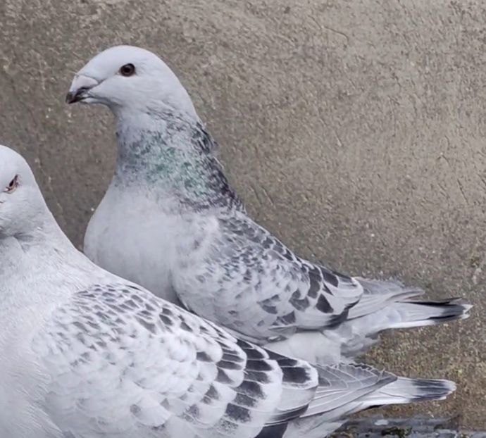  - c- MLODE 2025 YOUTH