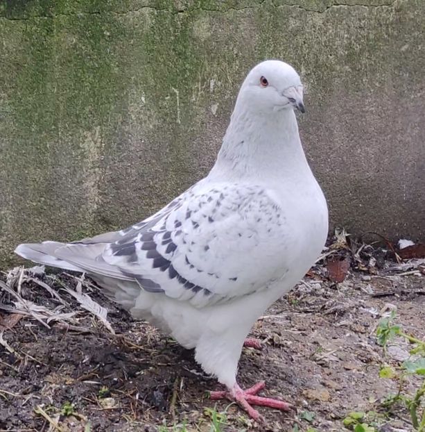 30 - c- MLODE 2025 YOUTH