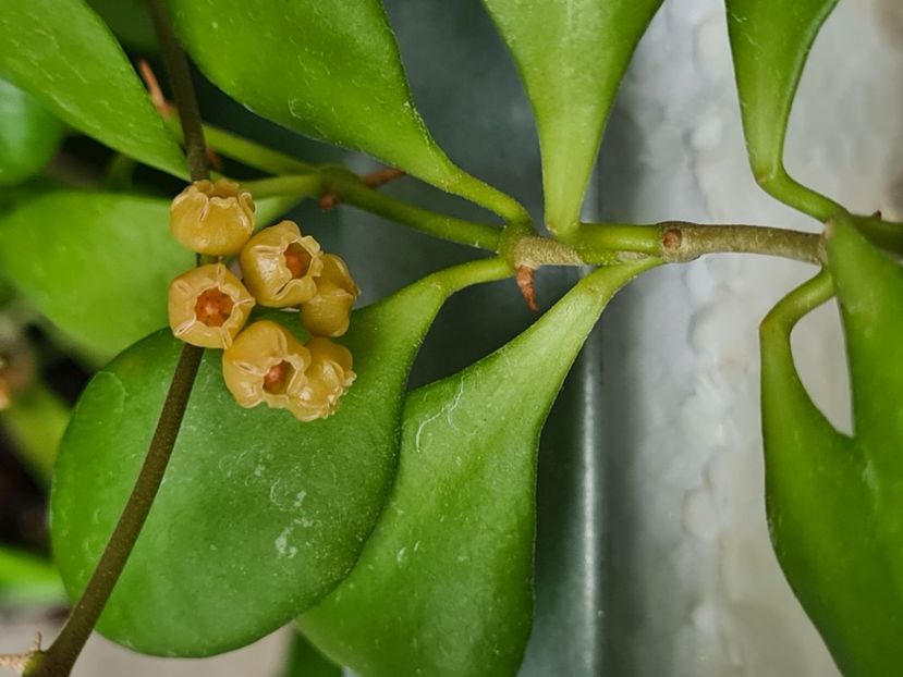  - heuscheliana yellow