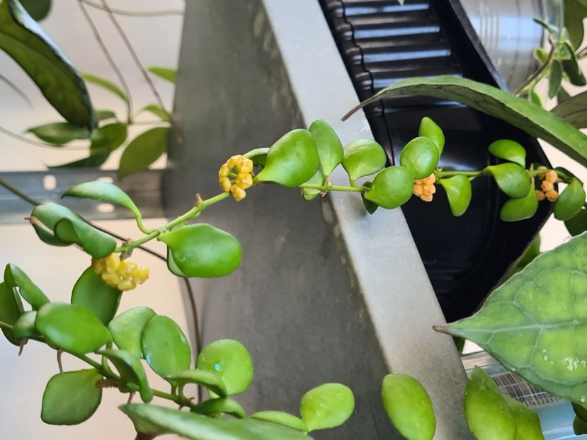  - heuscheliana yellow