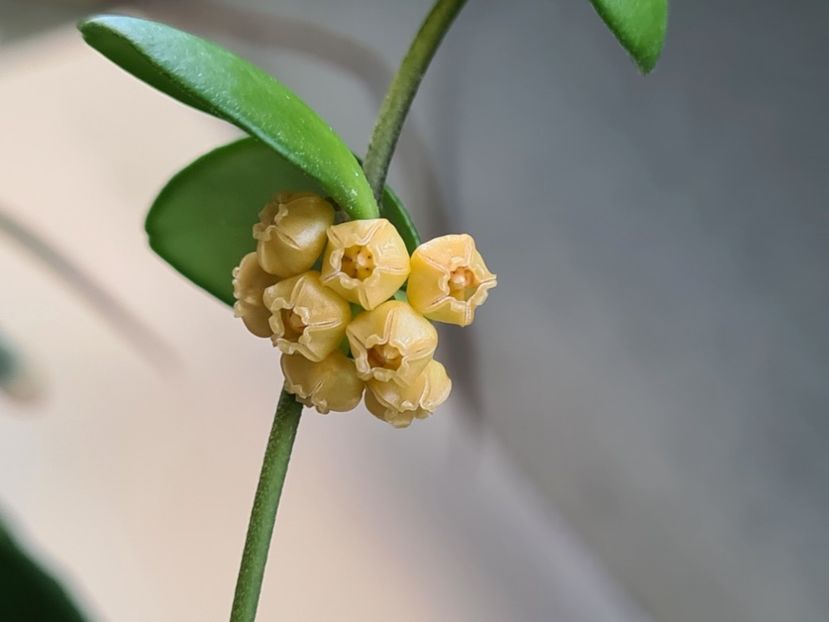  - heuscheliana yellow