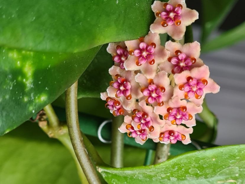  - Diversifolia crassipes