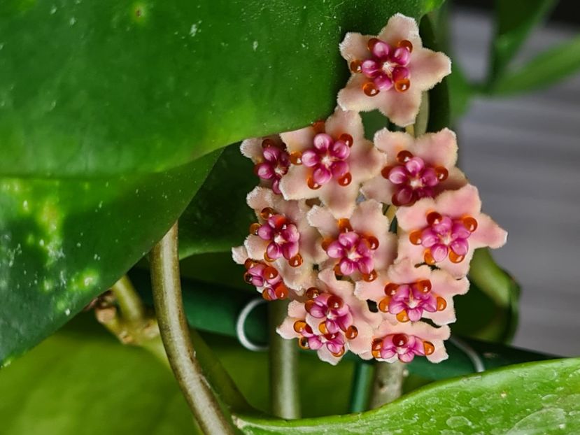  - Diversifolia crassipes