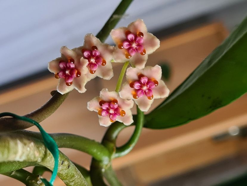  - Diversifolia crassipes