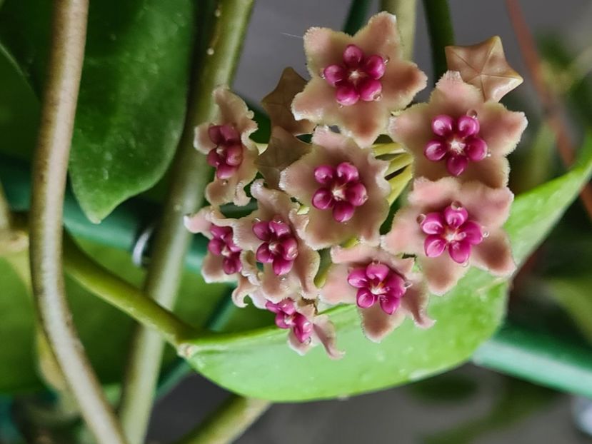  - Diversifolia crassipes