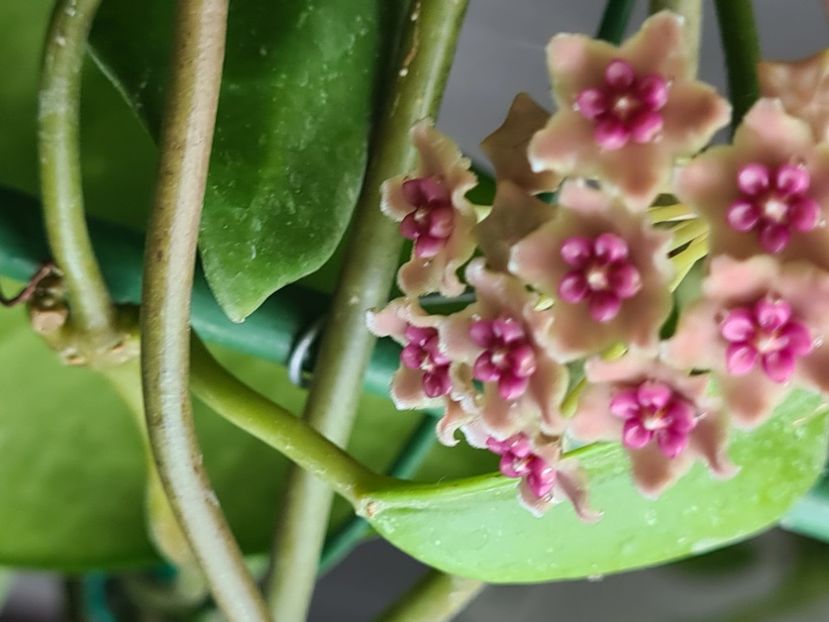  - Diversifolia crassipes