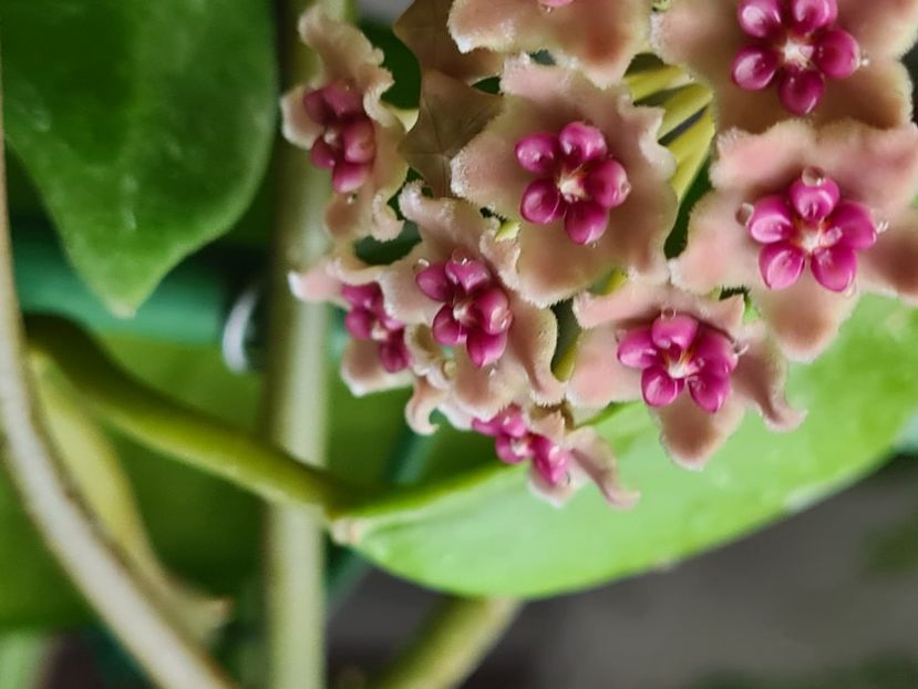  - Diversifolia crassipes