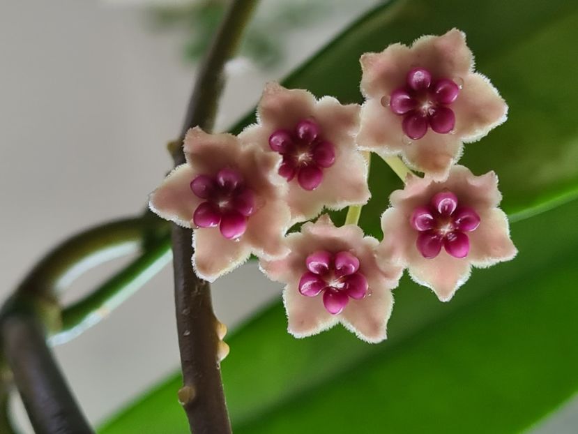  - Diversifolia crassipes