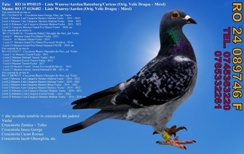 RO 24 089746 F  Pret 400 lei + transportul - 11 PORUMBEI - FEMELE - DISPONIBILE DIN ANII 2016 2017 2018 2019 2020 2021