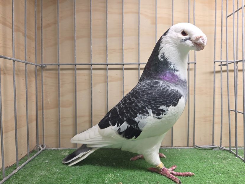 MASCUL 2021 - 6372 - MATCA MASCULI ASR 2026