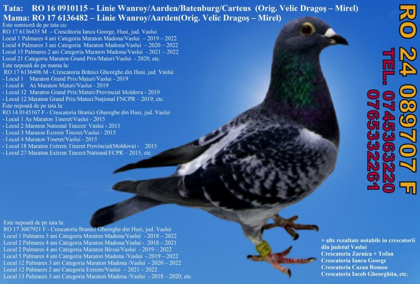 RO 24 089707 F Pret 400 lei + transportul - 11 PORUMBEI - FEMELE - DISPONIBILE DIN ANII 2016 2017 2018 2019 2020 2021