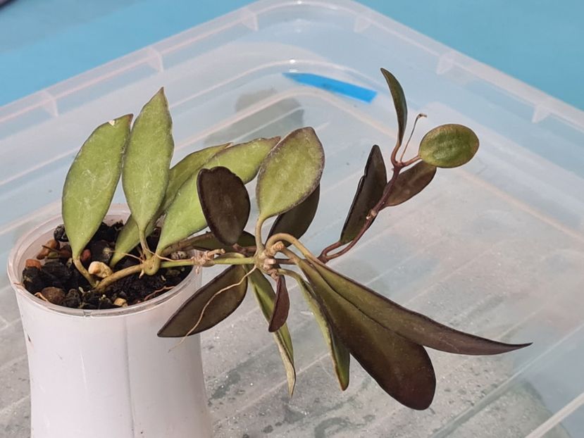 Nr 1 - Cv rosita -H wayetii x H tsangii