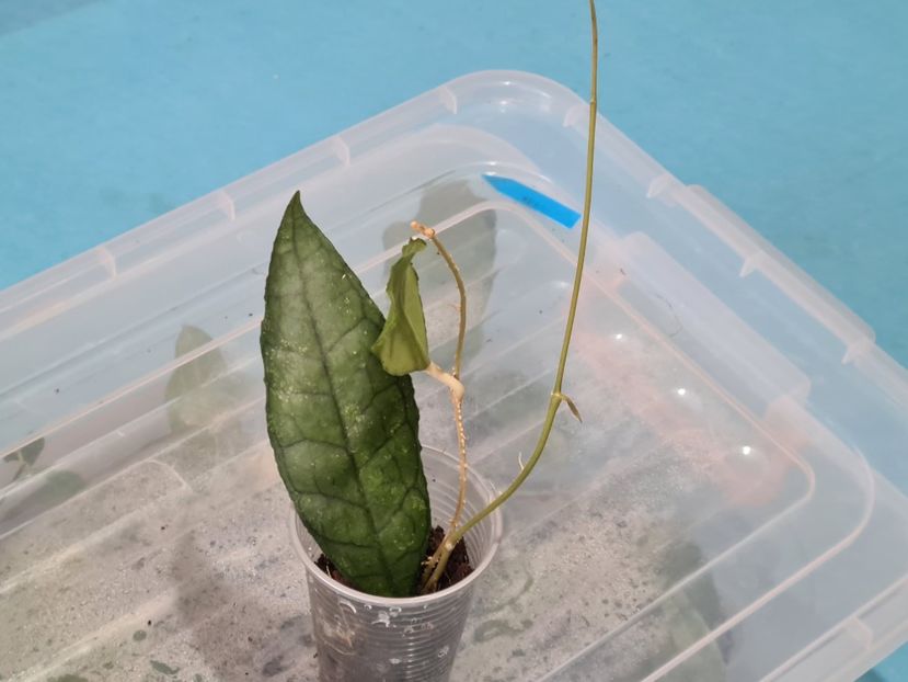  - Callistophylla rond