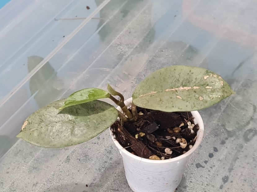 Nr 2 - Carnosa Argentea Princess