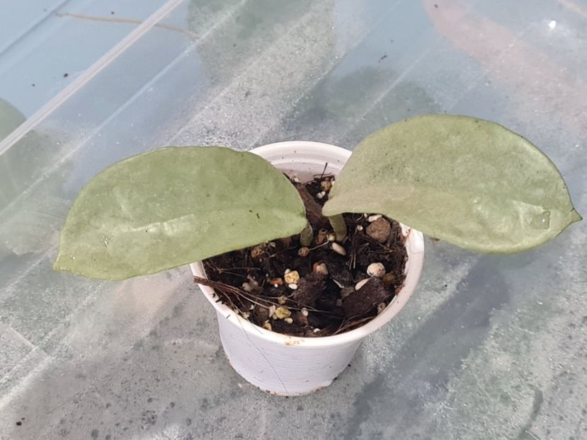 Nr 3 - Carnosa Argentea Princess