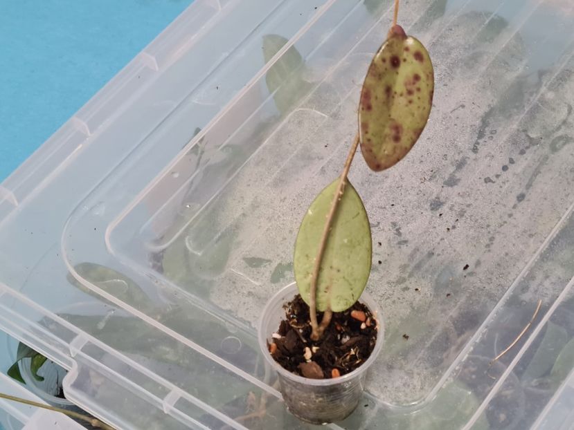 Nr 1 - Silver dollar A