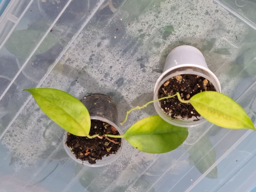  - Tannaensis inceput nou de la butasi 2025