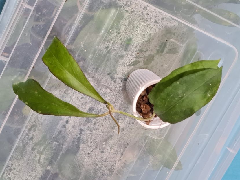  - Father Clemensiorum cv 592770