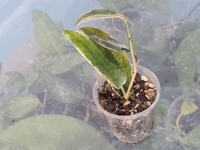  - Arkhboldiana albomarginata