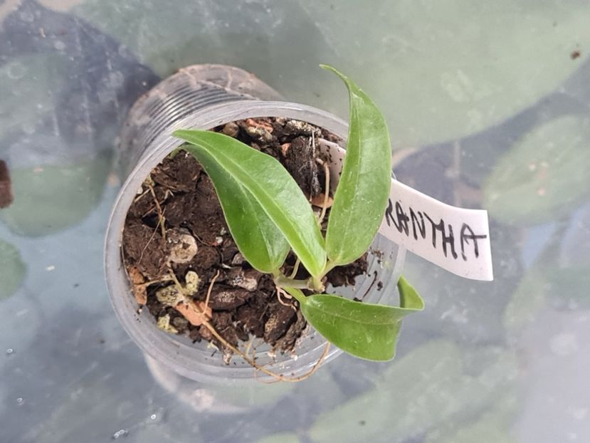 Din nou de la butas - chlorantha