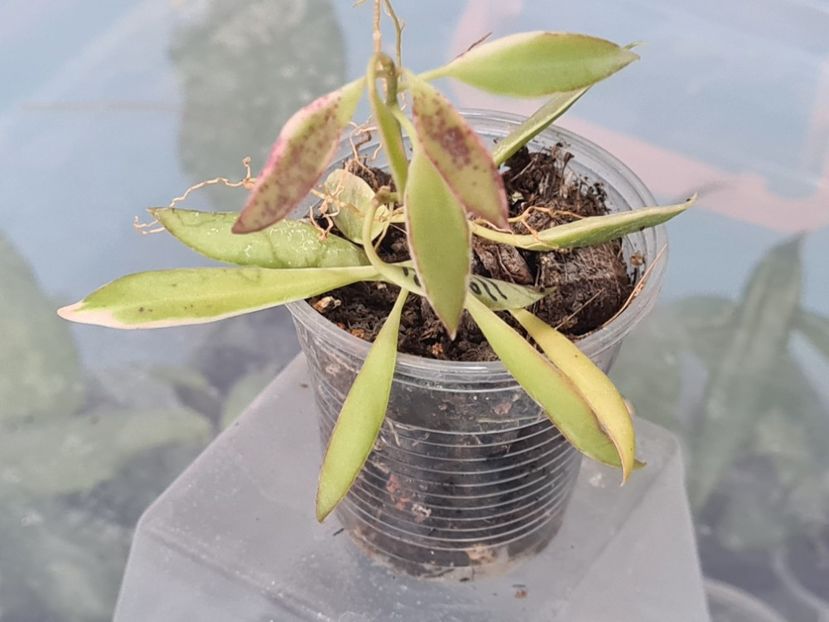  - Tsangii albomarginata