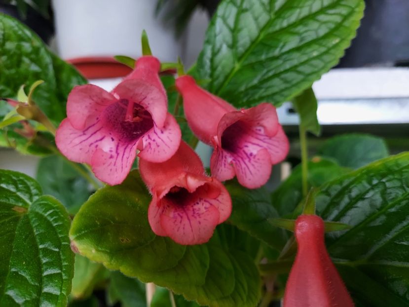  - 1-A-Siningii din semințe