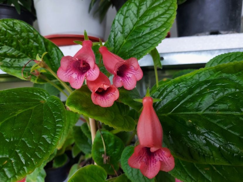  - 1-A-Siningii din semințe