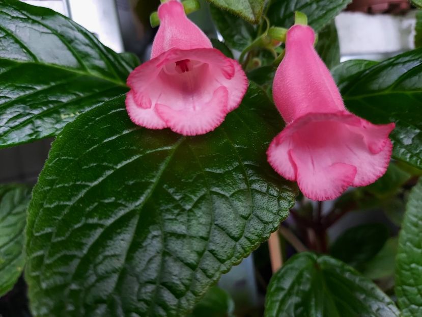 45 - 1-A-Siningii din semințe