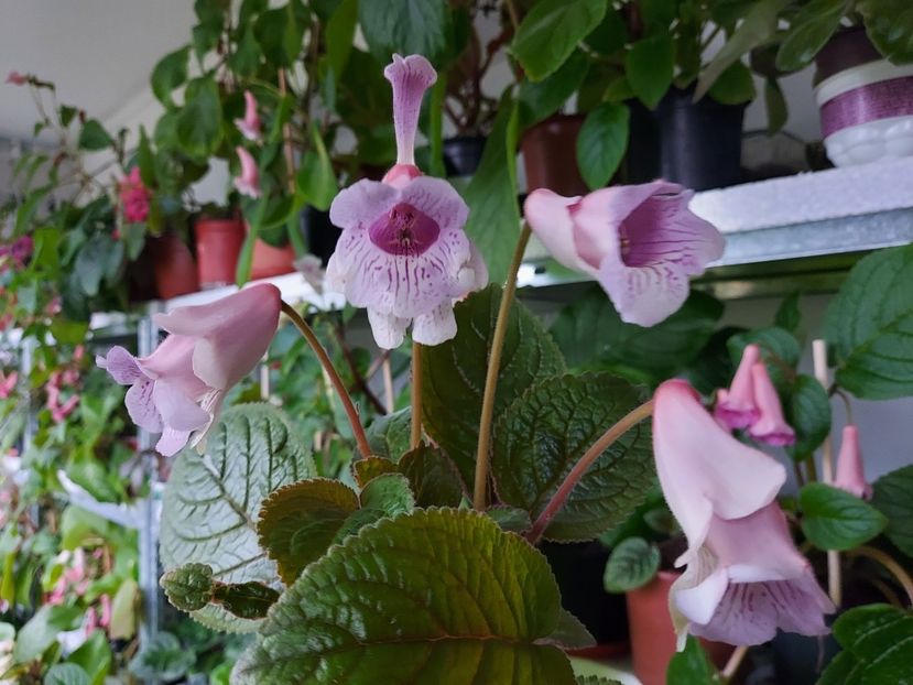 46 - 1-A-Siningii din semințe