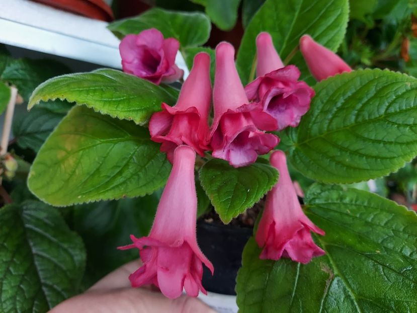 38 - 1-A-Siningii din semințe