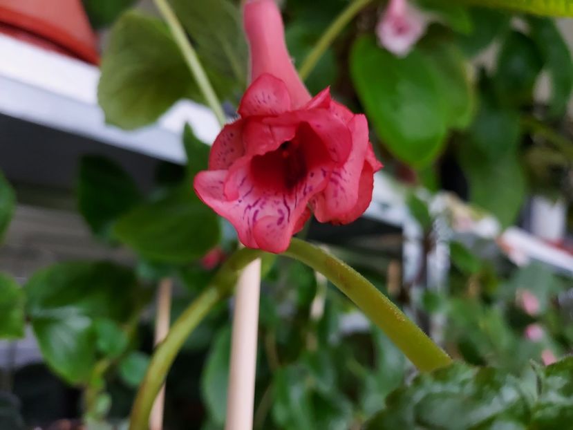 52 - 1-A-Siningii din semințe