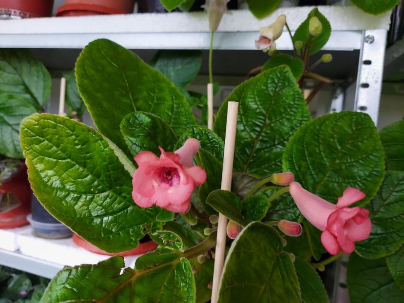 53 - 1-A-Siningii din semințe