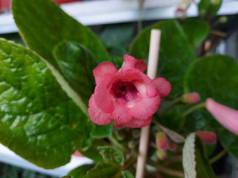 53 - 1-A-Siningii din semințe