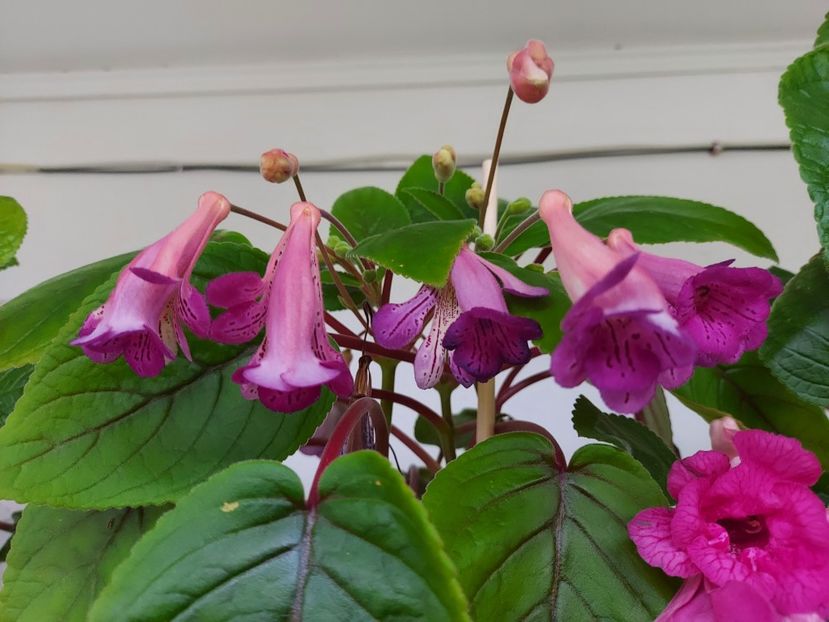 Merry go Round - 1-Siningii 2025