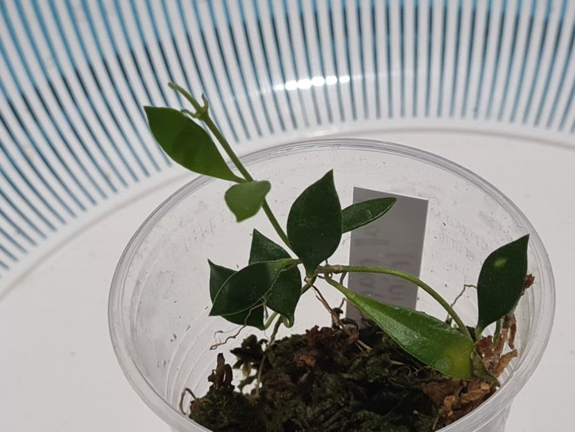  - Aff mamaia mini sp sulawesi