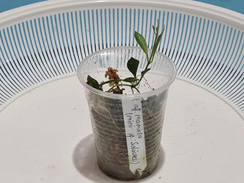  - Aff mamaia mini sp sulawesi