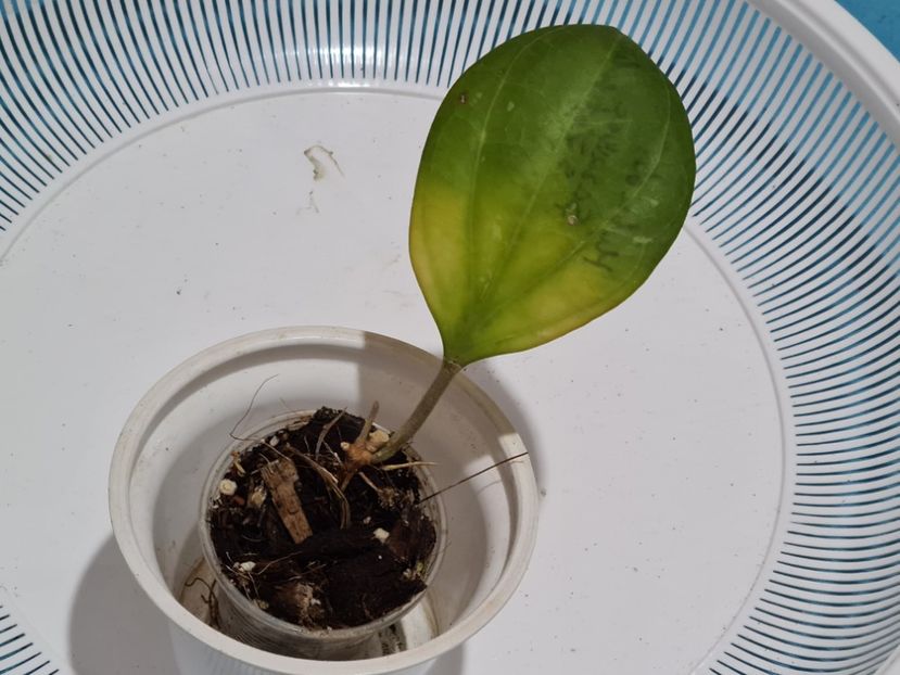  - Hibrid Saravac si Latifolia