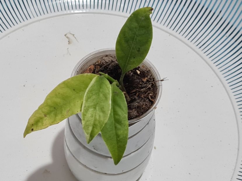  - Multiflora albomarginata