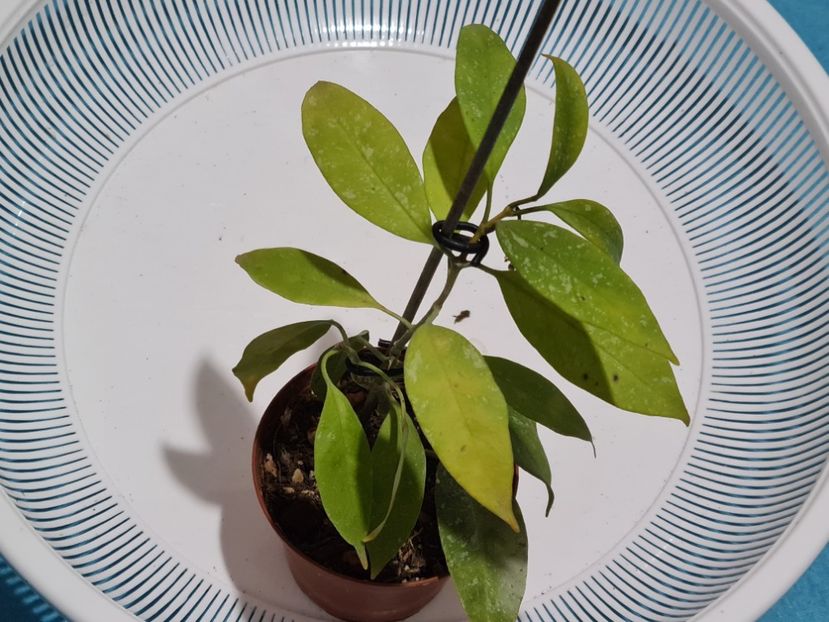  - Multiflora Milky Wey