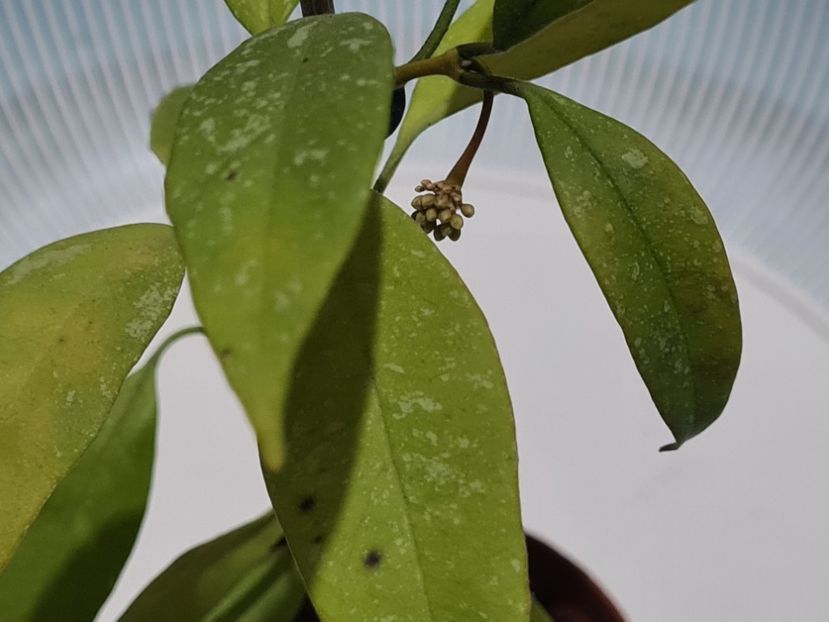  - Multiflora Milky Wey