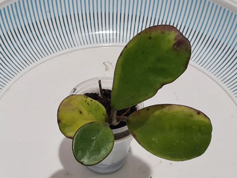  - Obovata Amelia albomarginata