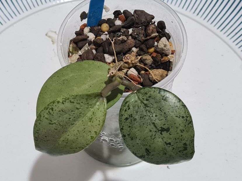  - Verticillata silver